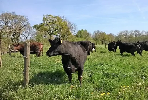 ferme bovine à Talmont-Saint-Hilaire près des Sables d'Olonnes en Vendée 85