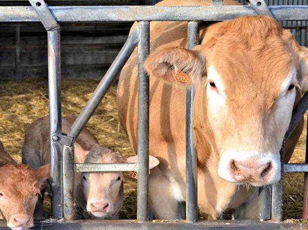 visite ferme pédagogique à Talmont-Saint-Hilaire près des Sables d'Olonnes en Vendée 85